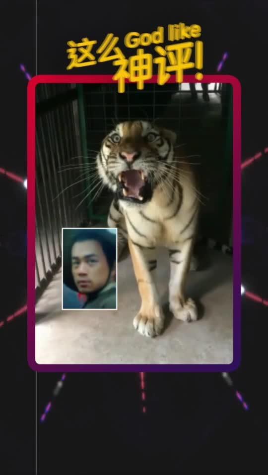 老虎爆料十三哥视频在线观看,老虎爆料视频带你一探究竟