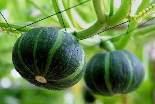 免费吃瓜dmgk3,揭秘dmgk3背后的故事与魅力